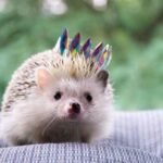 Can hedgehogs eat tomatoes? (All You Need To Know!)