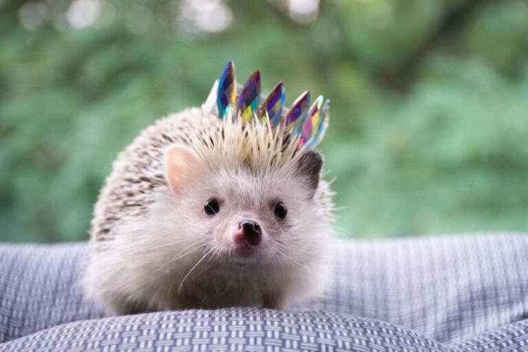 Can hedgehogs eat tomatoes? (All You Need To Know!)