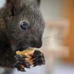 How Long Can A Baby Squirrel Go Without Eating? (Exact Duration!)