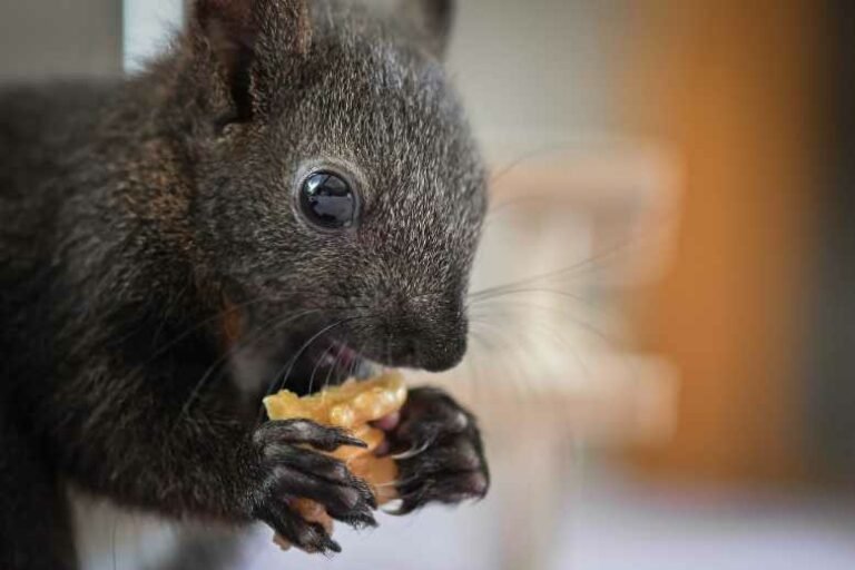 How Long Can A Baby Squirrel Go Without Eating? (Exact Duration!)