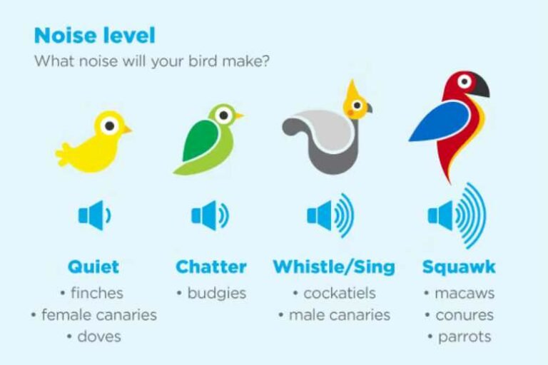The Truth About Canary Chatter: Are Canaries loud