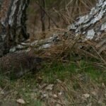 Creating a Cozy Retreat: The Ultimate Guide to Building a Hedgehog House