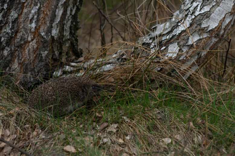 hedgehog house