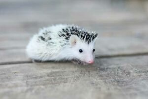 Unveiling the Secret: How Long Does a Pet Hedgehog Live?