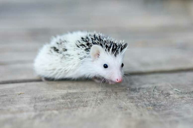 Unveiling the Secret: How Long Does a Pet Hedgehog Live?